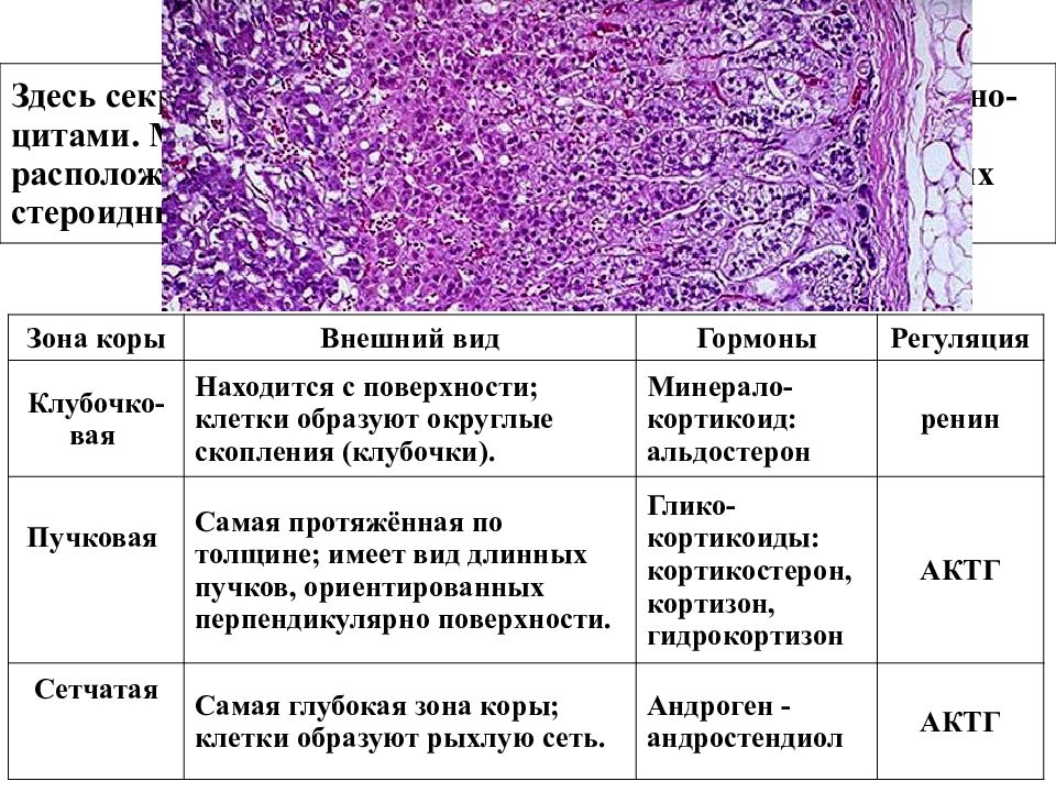 Железы какая ткань. Аденогипофиз гистология гормоны. Типы эндокриноцитов гистология. Гистология зона аденогипофиза. Щитовидная железа клетки гистология таблица.