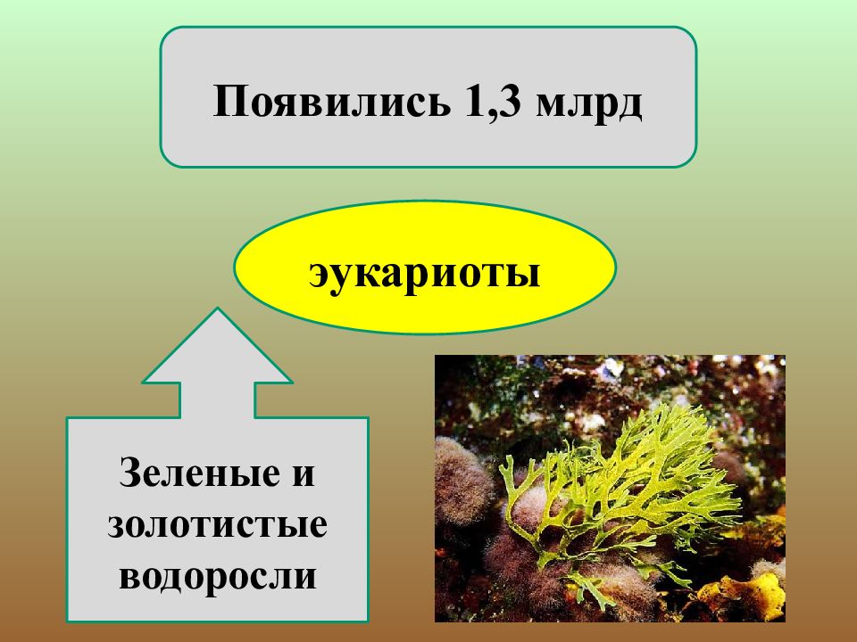 Историческое развитие растительного мира презентация