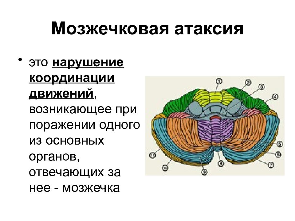 Мозжечковая атаксия. Мозжечковая атаксия локализация поражения. Атаксия мозжечка. Мозжечковая атаксия атаксия.