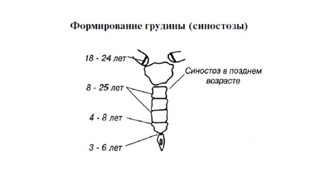 Заканчиваться формирование. Возрастные особенности двигательной системы. Формирование грудной клетки. Возрастные особенности опорно-двигательной системы. Этапы грудины развития.