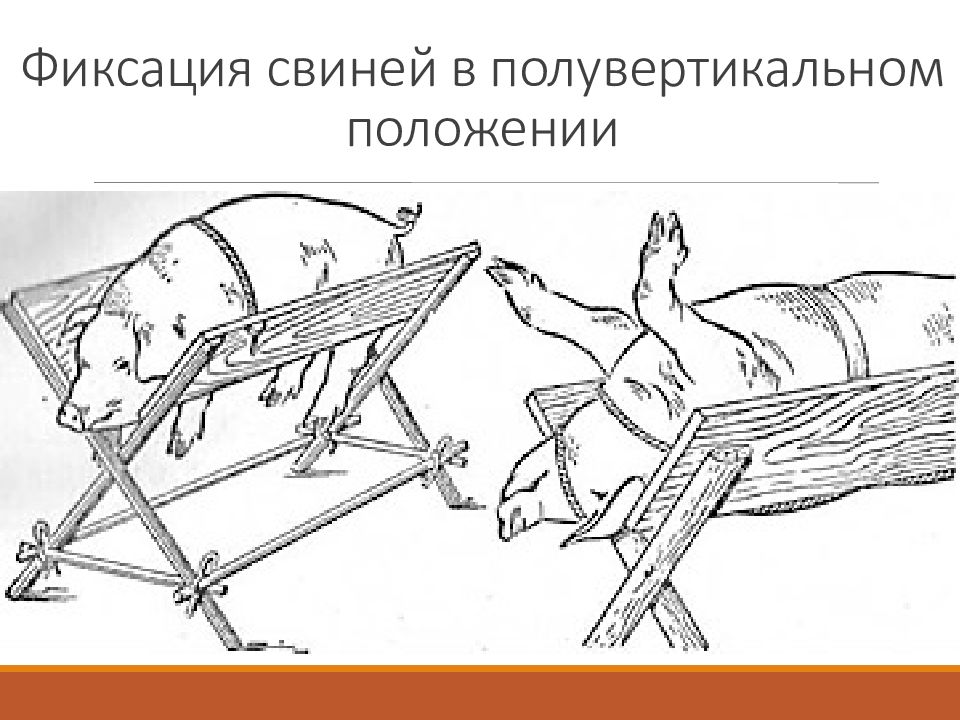 Зачем брали поросенка в лодку. Механические способы фиксация свиней. Методы фиксации повал свиньи. Методы фиксации свиней в ветеринарии. Фиксация свиней в стоячем положении.