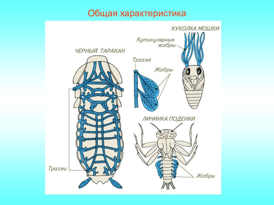 Дыхательная Система Насекомых Картинки