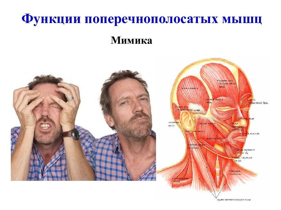 Мимические мышцы функции. Функция мимика в мышцах.