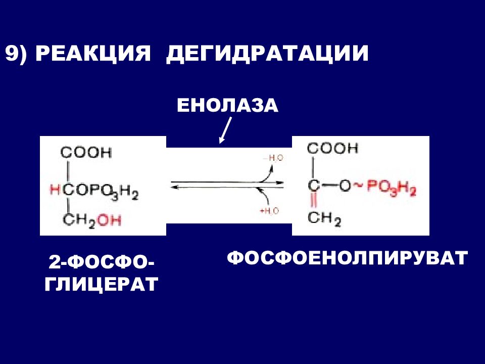 9 реакций. Фосфоенолпируват в 2 фосфоглицерат. Превращение 2-фосфоглицерата в 2-фосфоенолпируват катализирует. Фосфоенолпируват формула. 2 Фосфоенолпировиноградная кислота.