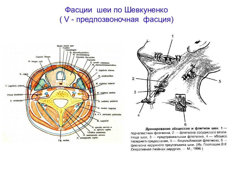 Фасции шеи рисунок