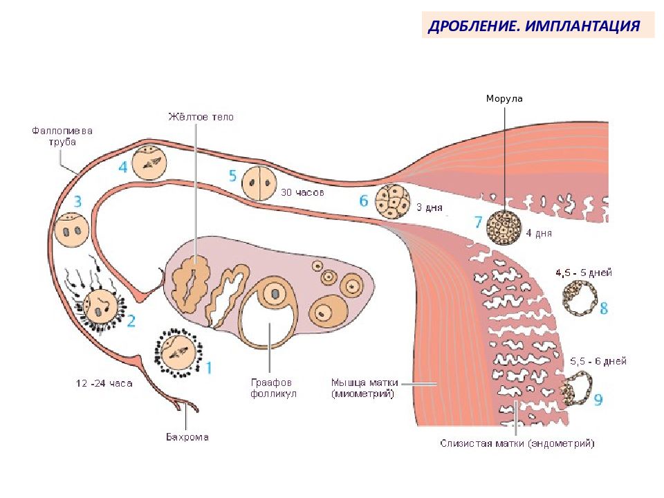 Беременность через 1 5. Стадии развития оплодотворенной яйцеклетки. Фазы имплантации зародыша. Путь яйцеклетки по дням. Схема оплодотворения человека в матке.