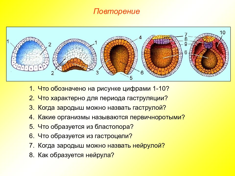 Гаструла картинка с подписями