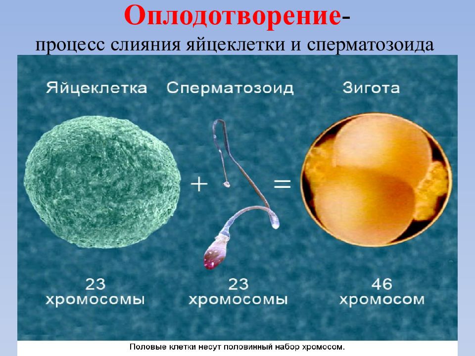 Индивидуальное развитие зигота