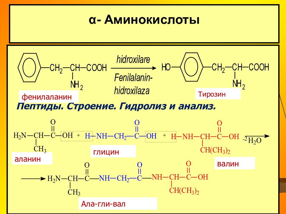 Дипептид глицина гидролиз