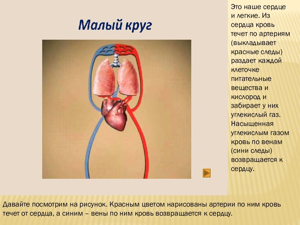 Как работает наше сердце