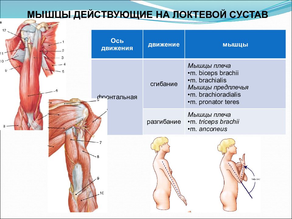 Мышцы обеспечивающие. Мышцы сгибающие и разгибающие локтевой сустав. Мышцы приводящие в движение локтевой сустав. Мышцы сгибатели локтевого сустава. Мышцы плеча действующие на локтевой сустав.