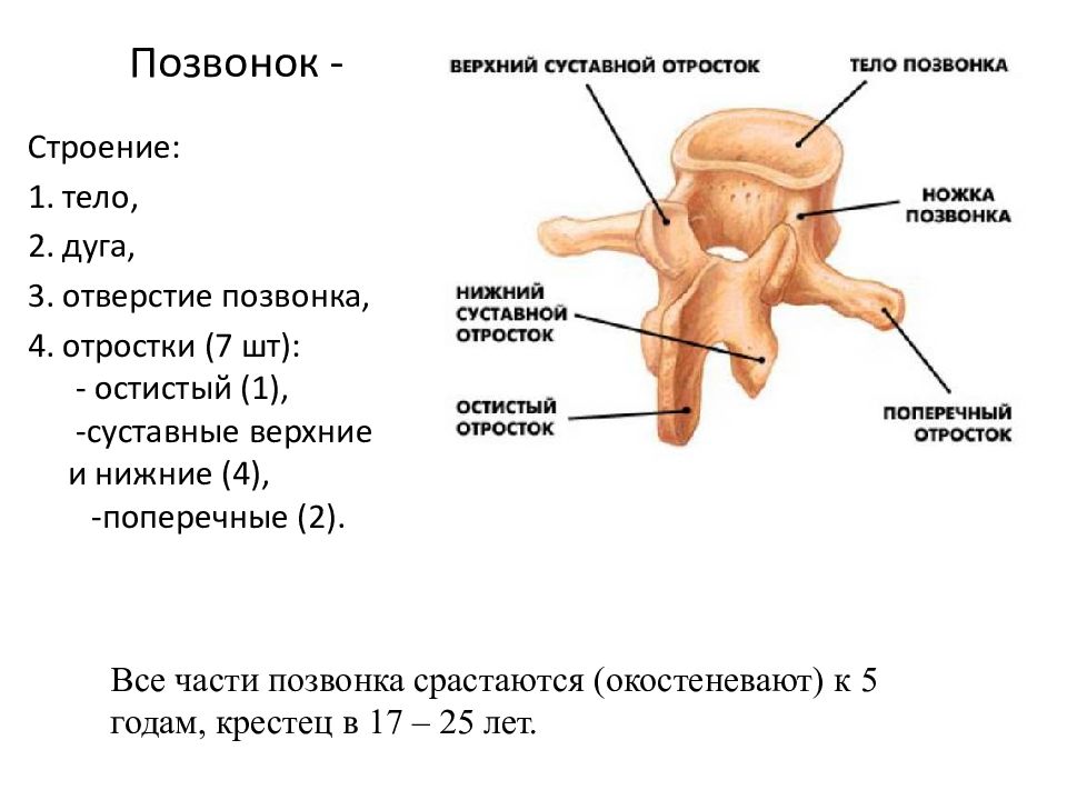 Тело позвонка это. Позвонок тело дуга отростки. Перелом поперечного отростка позвонка. Строение позвонка основные части. Поперечный отросток l1, l3 схема.