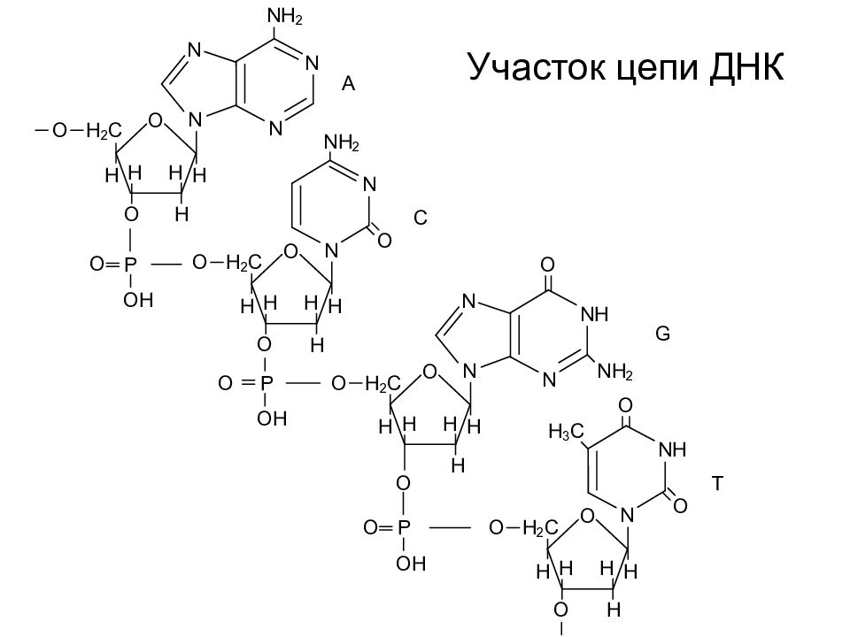 Участок т днк. Структура ДНК формула. Строение ДНК структурная формула. Участок ДНК формула. Структурная формула участка цепи ДНК.