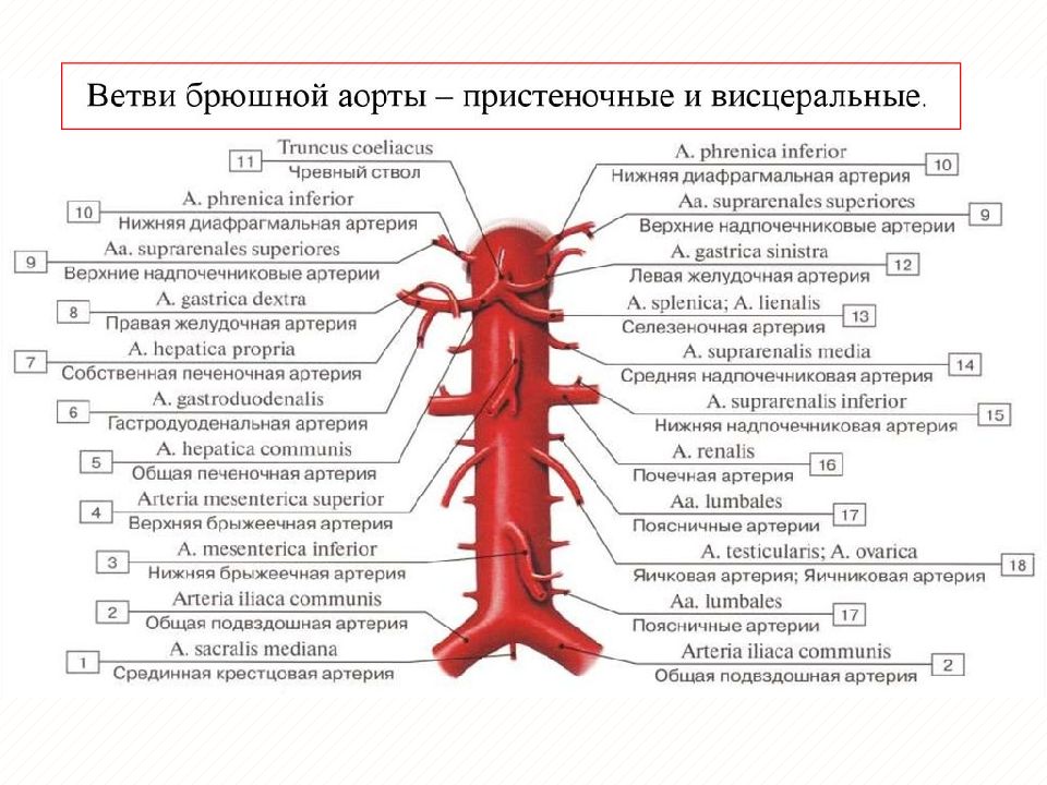 Анатомия ангиология в схемах