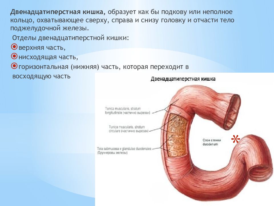 Анатомия двенадцатиперстной кишки схема