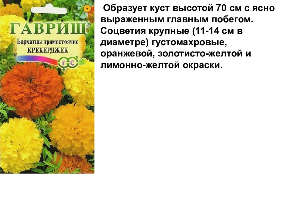 Лабораторная работа Изучение изменчивости, критериев вида, результатов