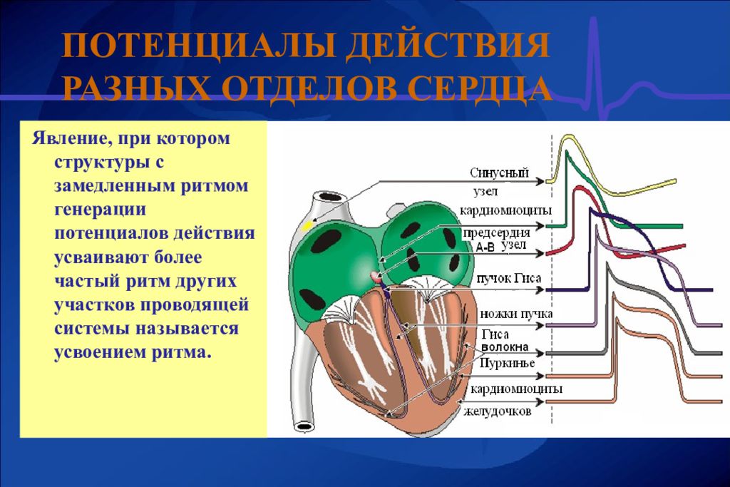 Электрические явления в сердце. Потенциалы проводящей системы сердца. Генерация потенциала действия в проводящей системе сердца. Потенциал действия клеток проводящей системы сердца. Усвоение ритма сердца.