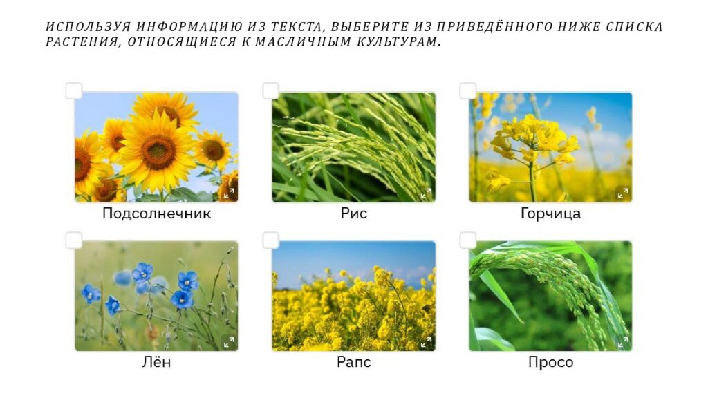 ИСПОЛЬЗУЯ ИНФОРМАЦИЮ ИЗ ТЕКСТА, ВЫБЕРИТЕ ИЗ ПРИВЕДЁННОГО НИЖЕ СПИСКА РАСТЕНИЯ, ОТНОСЯЩИЕСЯ К МАСЛИЧНЫМ КУЛЬТУРАМ.
