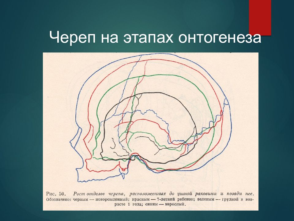 Развитие черепа в онтогенезе. Развитие лицевого черепа в онтогенезе. Развитие черепа в онтогенезе анатомия. Развитие свода черепа в онтогенезе.