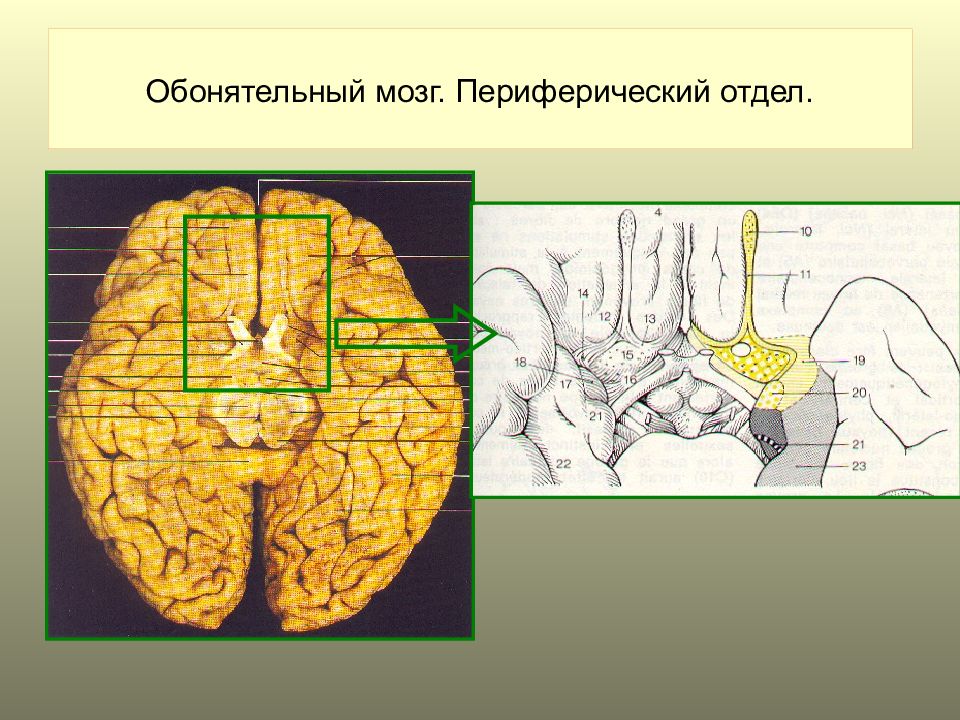 Обонятельные зоны мозга. Обонятельный тракт головного мозга. Периферический отдел обонятельного мозга. Обонятельный мозг Центральный и периферический отделы. Обонятельный треугольник мозга.