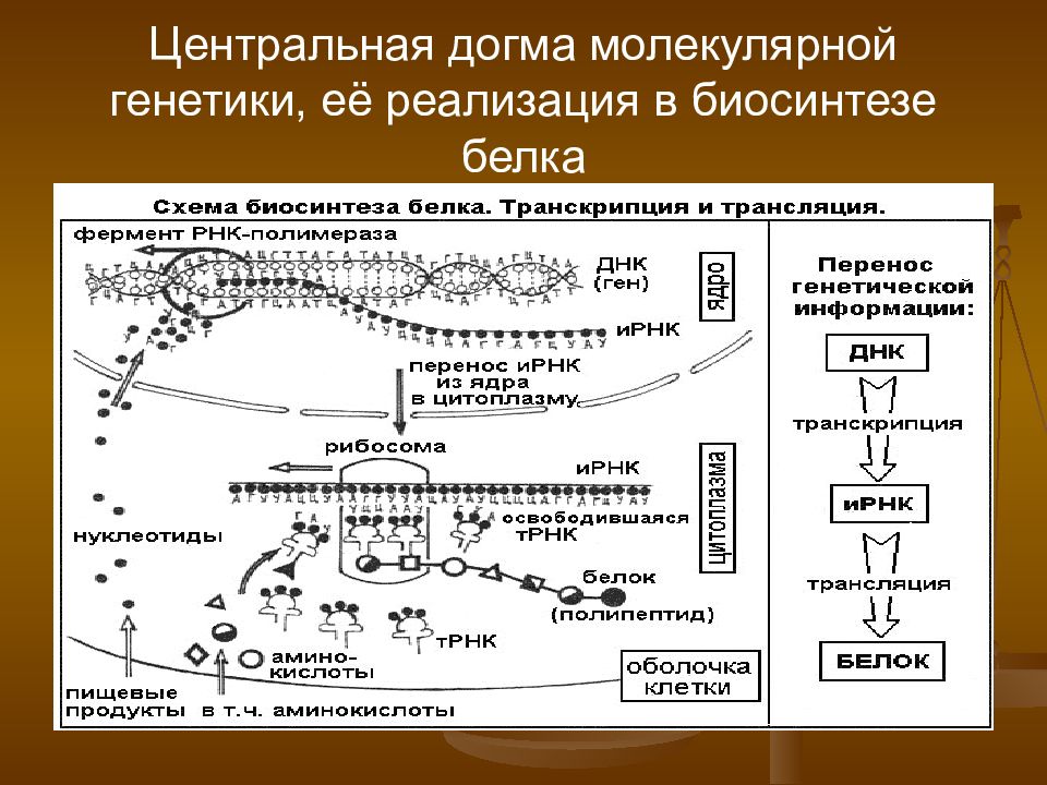 Центральная догма молекулярной биологии это. Центральная Догма биологии Биосинтез белка. Основная Догма молекулярной биологии. Центральная Догма молекулярной генетики. Центральная Догма молекулярной биологии схема.