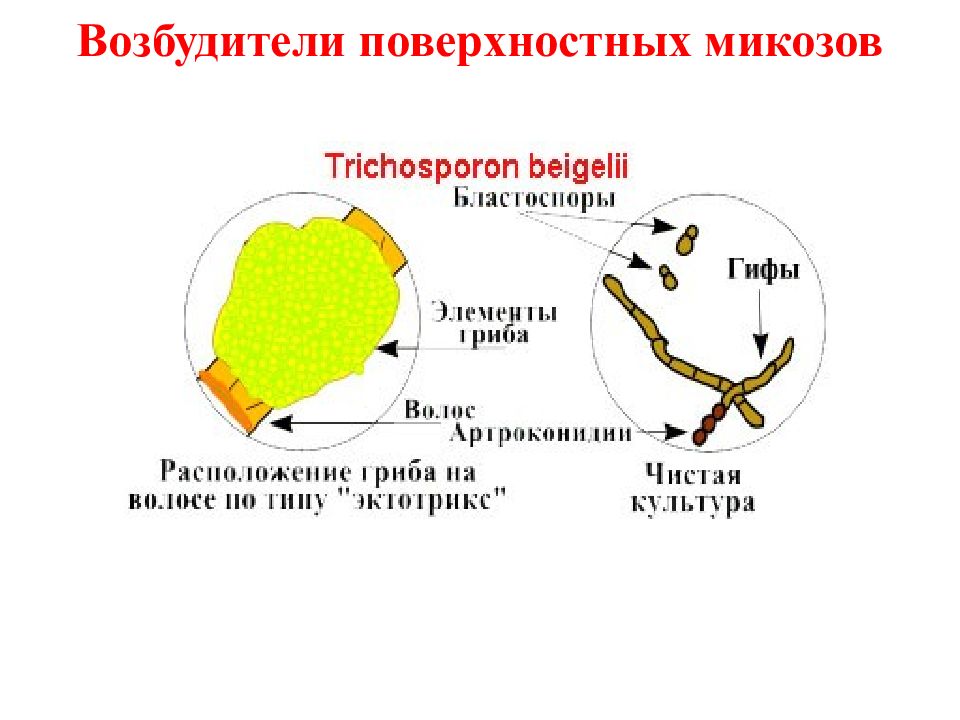 Возбудители инфекционных заболеваний. Использовать возбудители. Бактериальное оружие. Биологическое оружие чума холера сибирская язва. Природа возбудителя.