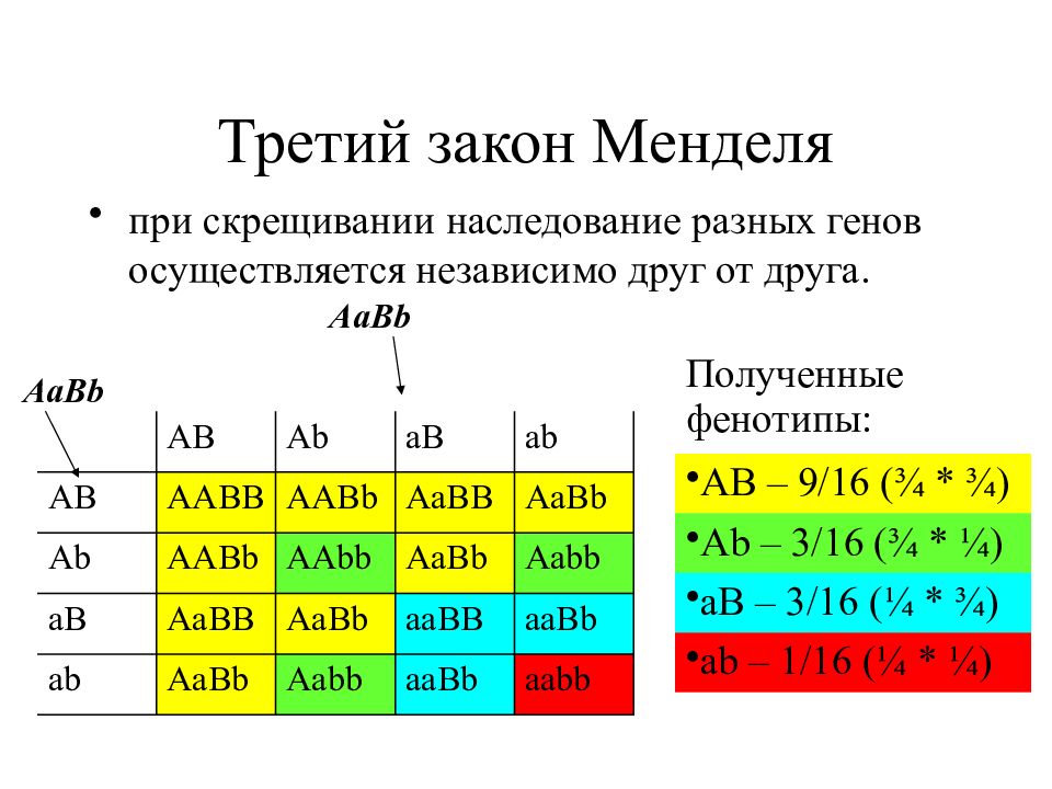 Дигетерозигота гены не сцеплены. Соотношение особей по генотипу 3 закона Менделя. Соотношения фенотипов и генотипов таблица. Законы Менделя генетика. Третий закон Менделя таблица.