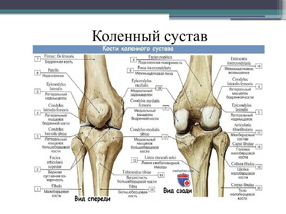 Биомеханика суставов. Коленный сустав вид сзади. Коленный сустав строение спереди и сзади. Коленный сустав вид спереди анатомия. Правый коленный сустав вид спереди.