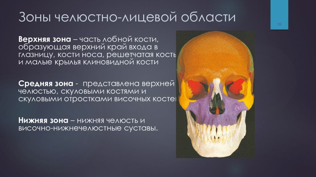 Верхняя скуловая кость. Анатомия челюстно-лицевого отдела. Челюстно-лицевая область.