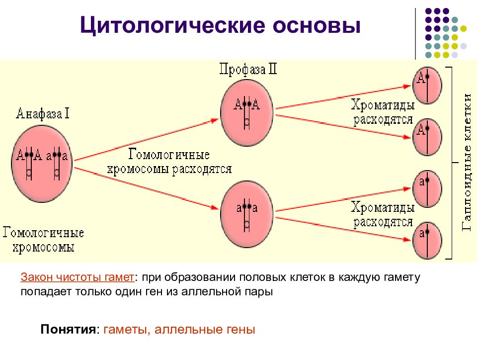 Цитологические основы наследственности презентация