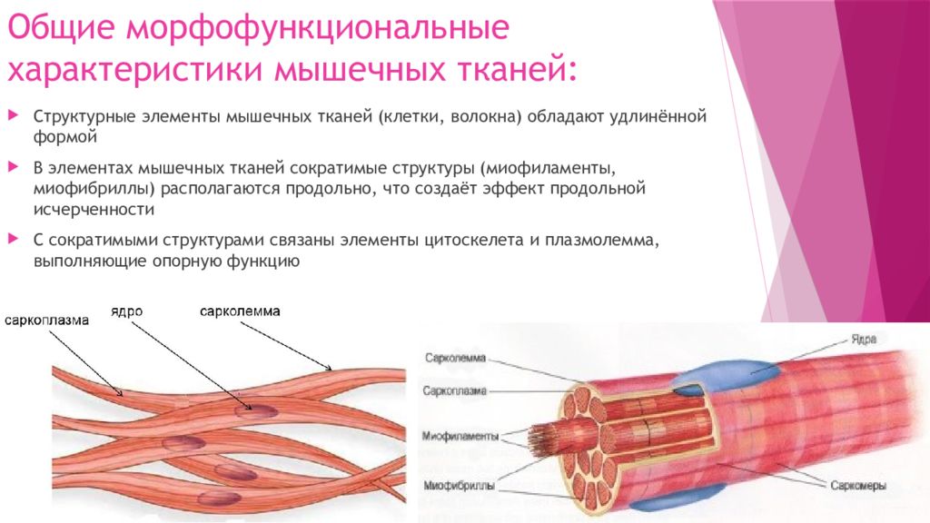 Возбудимость и сократимость мышечной ткани. Миофиламент мышечного волокна. Строение мышечной клетки. Микроскопическое строение мышц. Общая характеристика мышечной ткани.