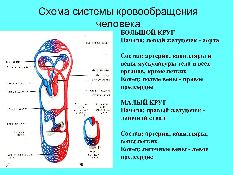 Кровеносная система анатомия презентация