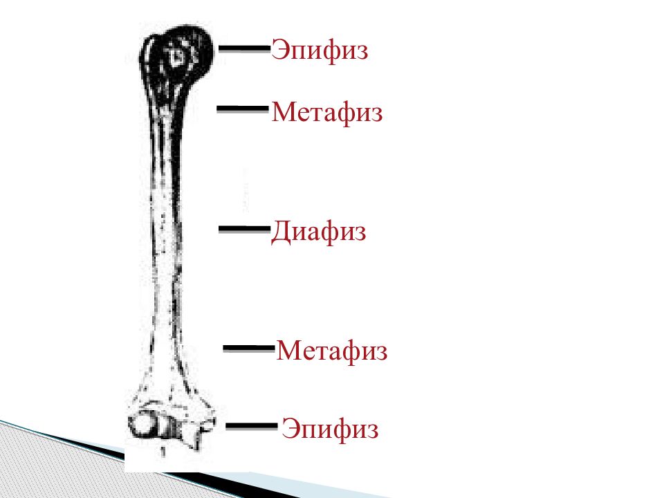 Метафиз это. Строение кости диафиз эпифиз. Эпифиз Апофиз. Трубчатая кость эпифиз диафиз метафиз. Эпифиз метафиз.