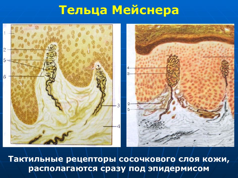 Тельце мейснера рисунок