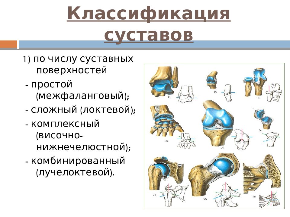 Формы суставов костей. Классификация суставов по форме по числу. Классификация суставов по числу суставных поверхностей. Классификация суставов по числу костей. Коленный сустав по количеству суставных поверхностей.