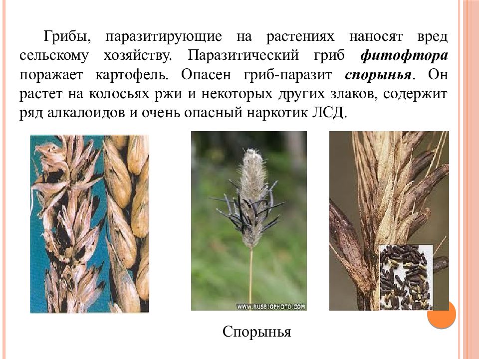 Головня и спорынья картинки