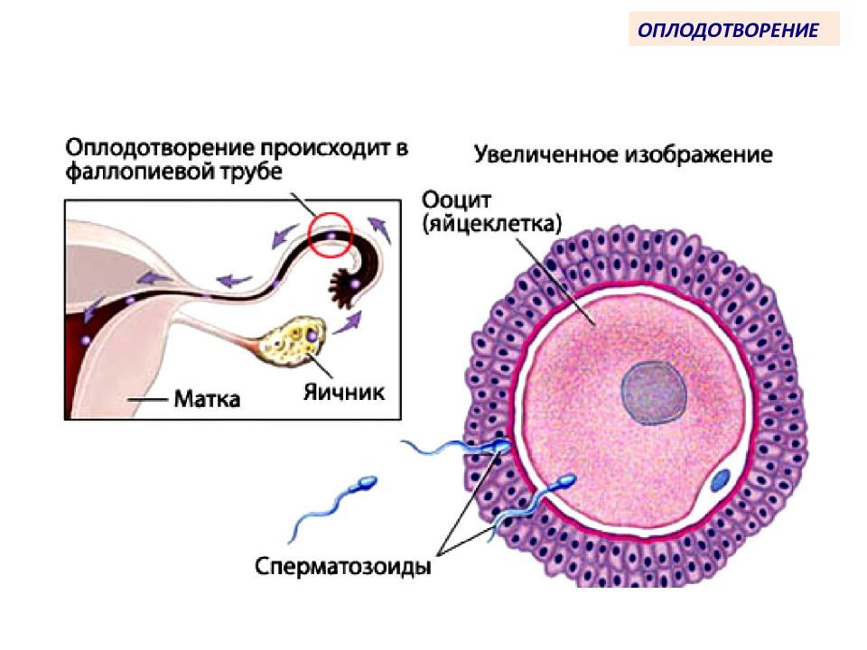 Эмбриогенез человека гистология презентация