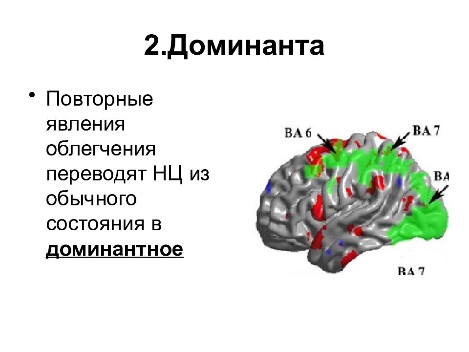 Нейрофизиология ран. Механизм Доминанты. Нейрофизиология. Доминанта в нейрофизиологии. Картинка Доминанта в мозге.