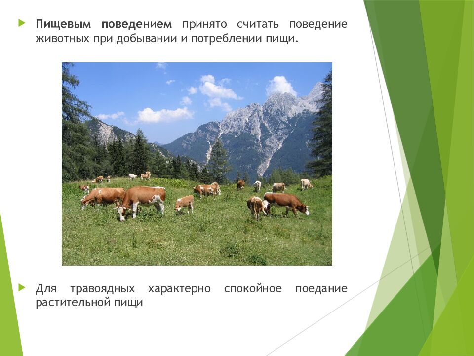 Пищевые связи