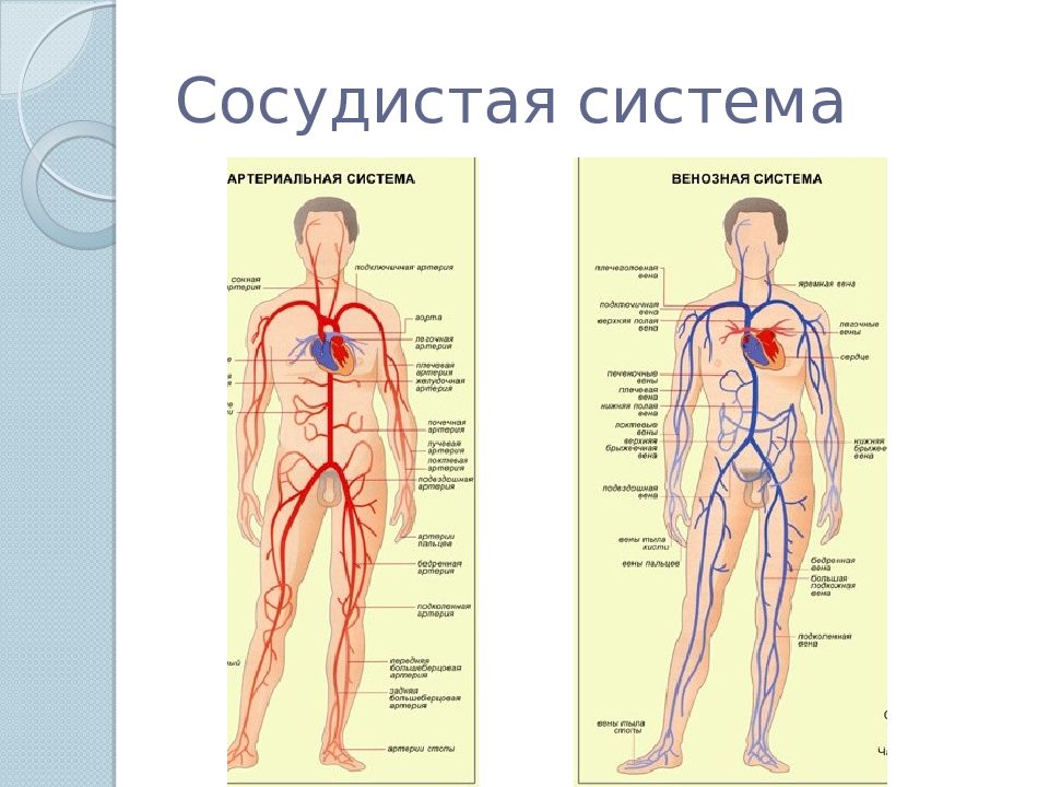 Сосуды человека анатомия рисунок с подписями на русском языке