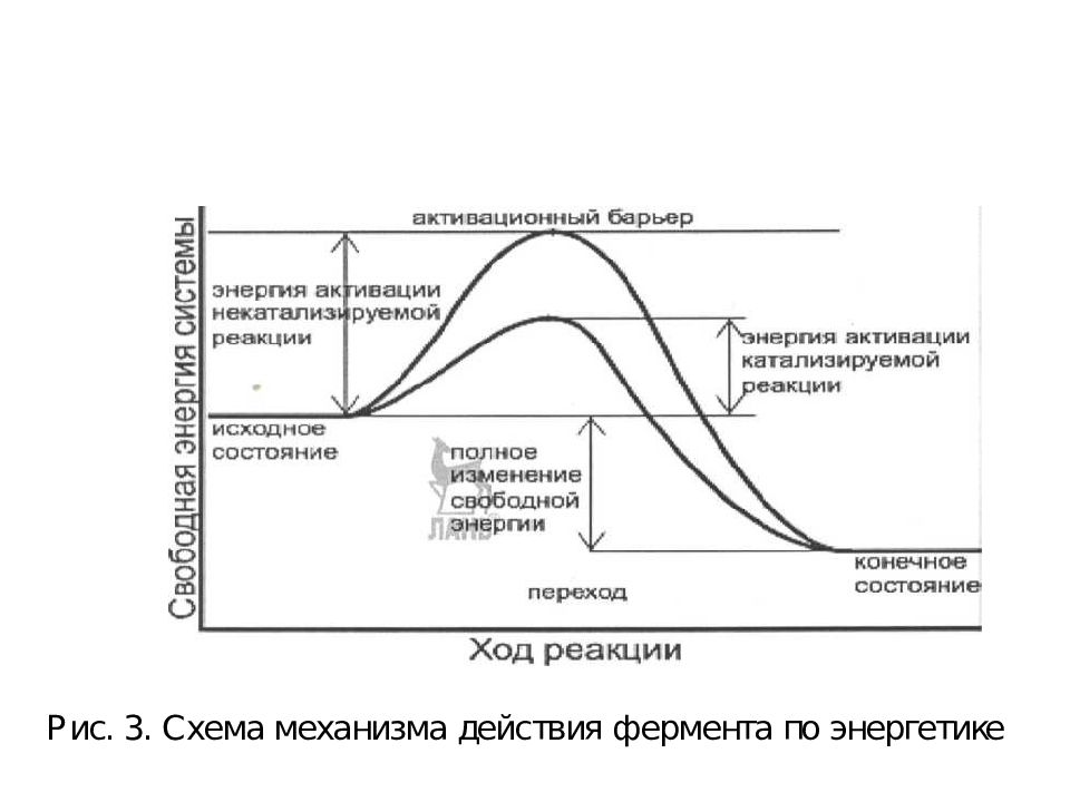 Презентация ферменты и гормоны