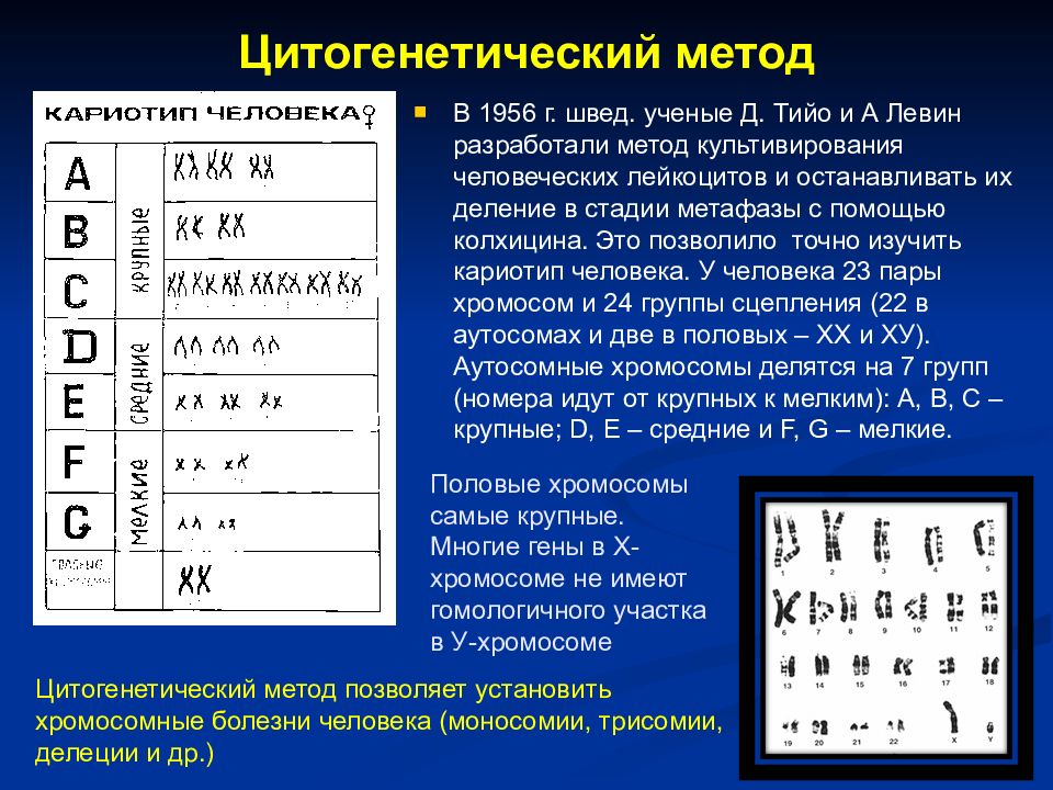 Цитогенетический метод картинки