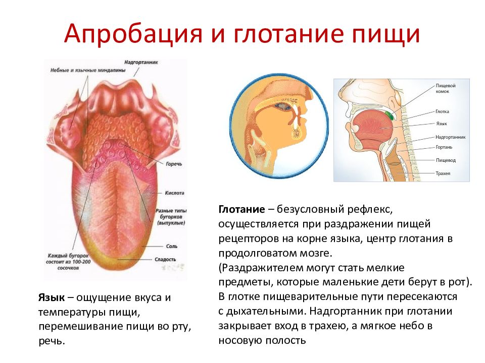 Выполняемые функции миндалины