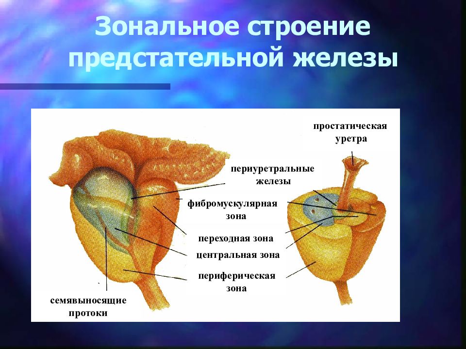 Транзиторная зона предстательной железы. Апикальная зона предстательной железы. Строениепредстателной железы. Зоны простаты анатомия. Предстательная железа анатомия зоны.
