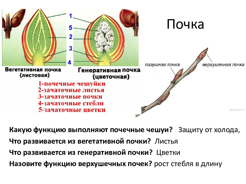 Чем отличается вегетативная почка от генеративной почки. Почка это в биологии 6 класс. Вегетативная листовая почка. Вегетативные и генеративные почки растений. Что развивается из вегетативной почки.