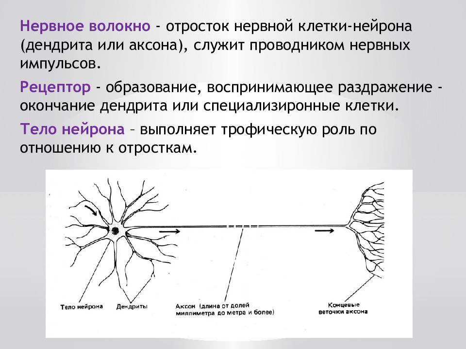 Нервные клетки образуют. Строение нейрона Аксон нервное волокно нерв. Дендрит афферентного нейрона. Дендрит чувствительного нейрона и Аксон чувствительного нейрона. Отростки нейрона по строению волокна.