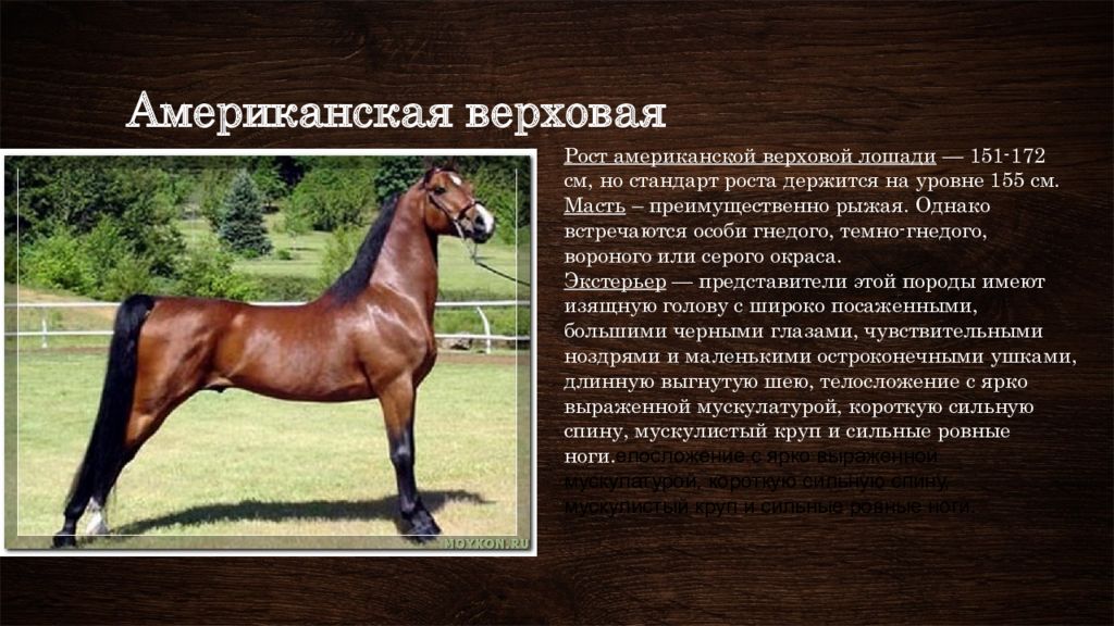 Верховой характеристика. Породы лошадей характеристика. Лошадь краткое описание. Лошади разных пород с названиями. Описать породы лошадей.
