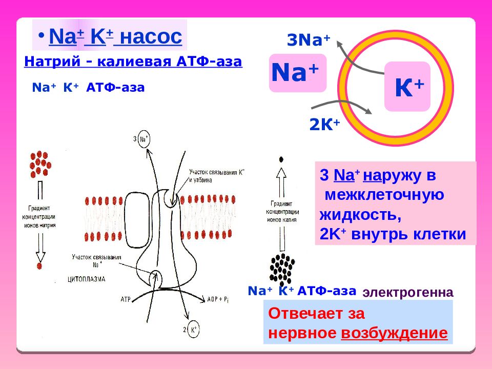 Калий натриевый насос схема