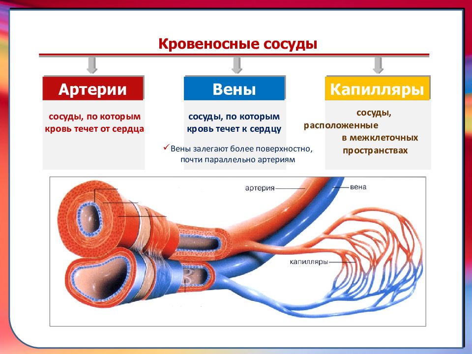 Строение кровеносных сосудов Вена. Строение артерии вены и капилляры. Строение кровеносных сосудов артерии. Кровеносные сосуды Вена артерия капилляр.