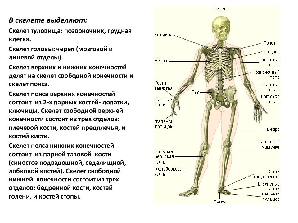 Остеология. Остеология: Общие данные о скелете. Остеология скелет туловища. Остеология анатомия костей. Общая Остеология лекция.